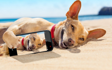 Картинка юмор+и+приколы юмор отдых снимок солнце смартфон Чихуахуа улыбка загорает на песке море лежит пляж