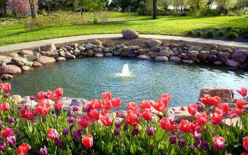 Картинка природа парк водоем камни фонтан тюльпаны