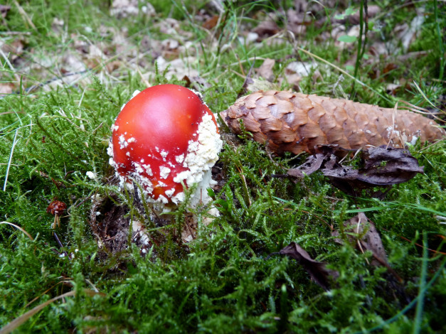 Обои картинки фото природа, грибы,  мухомор, шляпка, красная, шишка, мех