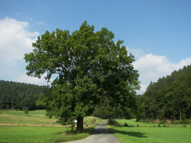 Обои картинки фото Ясень, природа, деревья, дерево, лес, дорога