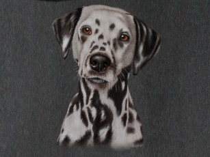 Картинка рисованное животные +собаки морда долматинец