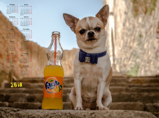 Картинка календари животные собака взгляд бутылка
