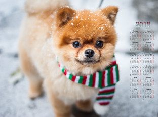 Картинка календари животные собака взгляд шарф