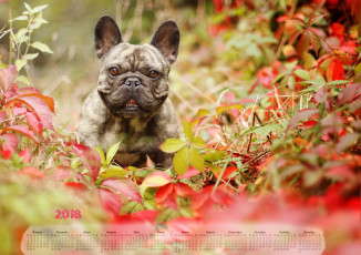 Картинка календари животные собака взгляд растения