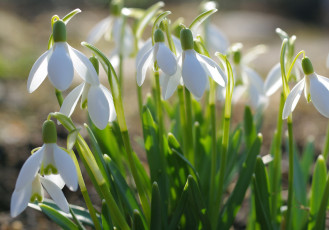 Картинка цветы подснежники +белоцветники +пролески апрель белый цвет весна галантус дача луковичные нежность первоцветы природа растения флора