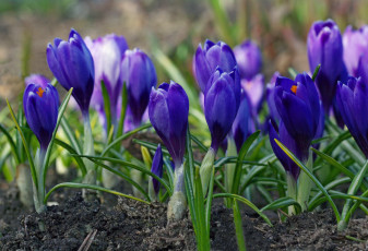 обоя цветы, крокусы, флора, синий, цвет, растения, радость, красота, природа, дача, луковичные, первоцветы, макро, апрель, весна