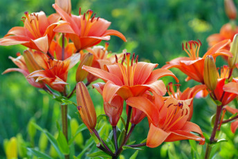 Картинка цветы лилии +лилейники дача июль красота лето луковичные множество оранжевый цвет природа растения флора