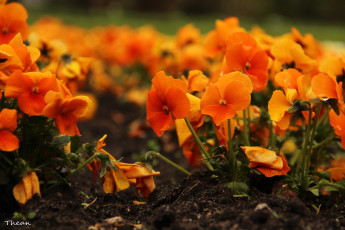 обоя цветы, анютины глазки , садовые фиалки, оранжевый