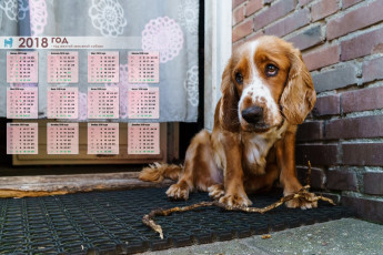 Картинка календари животные коврик занавес палка грусть собака