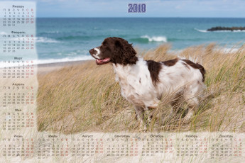 Картинка календари животные собака водоем трава