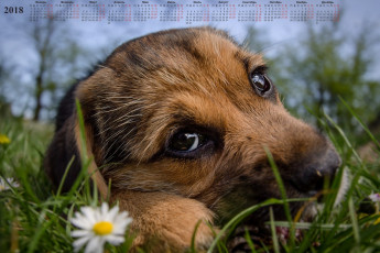 Картинка календари животные собака взгляд