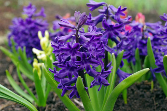 Картинка цветы гиацинты макро первоцветы весна май красота дача растения радость природа фиолетовый цвет флора