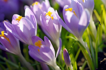 Картинка цветы крокусы апрель весна дача красота луковичные макро насекомые первоцветы природа пробуждение радость растения сиреневый цвет флора
