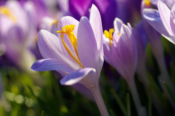 Картинка цветы крокусы апрель весна дача красота луковичные макро первоцветы природа радость растения сиреневый цвет флора