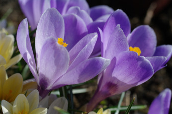 Картинка цветы крокусы апрель весна дача красота луковичные макро первоцветы природа радость растения сиреневый цвет флора