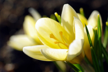 Картинка цветы крокусы апрель весна дача жёлтый цвет красота луковичные макро первоцветы природа радость растения флора