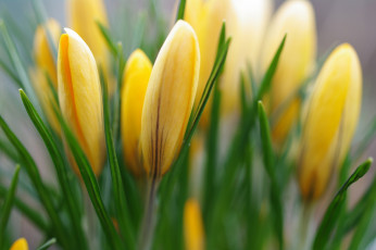 Картинка цветы крокусы апрель весна дача жёлтый цвет красота луковичные макро первоцветы природа радость растения флора