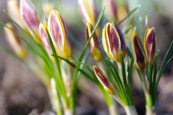 Картинка цветы крокусы флора растения радость природа первоцветы макро луковичные красота дача весна апрель