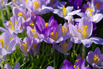Картинка цветы крокусы флора сиреневый цвет растения красота дача весна апрель радость природа первоцветы макро луковичные