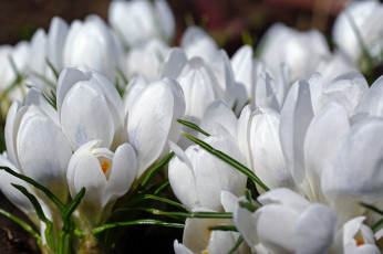 Картинка цветы крокусы шафран флора растения радость первоцветы нежность макро луковичные красота дача весна белый цвет белоснежность апрель природа