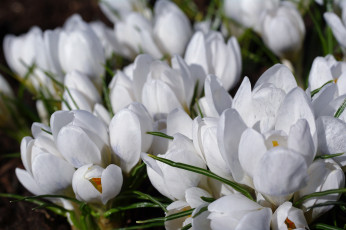Картинка цветы крокусы шафран флора растения радость природа первоцветы нежность макро луковичные весна дача красота белоснежность белый цвет апрель
