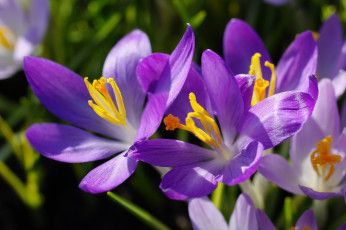 Картинка цветы крокусы весна апрель флора сиреневый цвет растения радость природа первоцветы макро луковичные красота дача