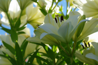 Картинка цветы лилии +лилейники белоснежность белый цвет дача июль красота лето луковичные множество небо нежность пестики природа растения тычинки флора
