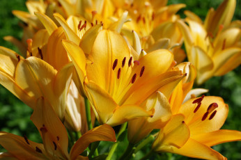 Картинка цветы лилии +лилейники дача жёлтый цвет июль красота лето луковичные множество пестики природа растения тычинки флора