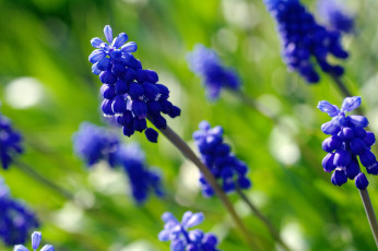 Картинка цветы мускари май луковичные красота дача весна цветок флора синий цвет растения природа мышиный гиацинт макро