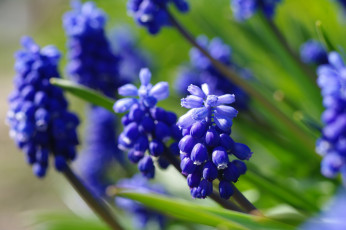 Картинка цветы мускари весна дача красота луковичные май макро мышиный гиацинт природа растения синий цвет флора