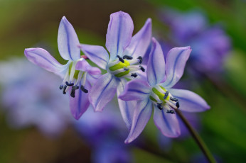 Картинка цветы подснежники +белоцветники +пролески флора синий цвет растения радость пролески природа первоцветы нежность макро май красота дача весна