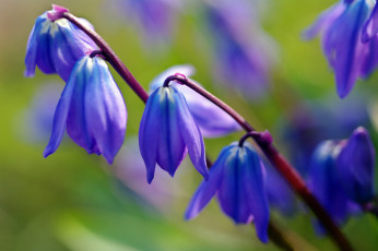 Картинка цветы подснежники +белоцветники +пролески дача весна множество макро май красота природа первоцветы синий цвет пролески радость растения флора