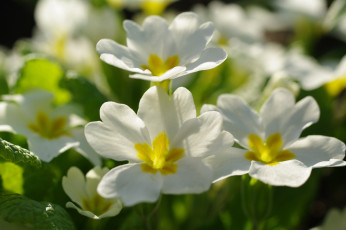 Картинка цветы примулы дача весна белый цвет белоснежность флора красота май нежность первоцветы примула природа пробуждение растения