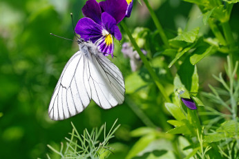 Картинка животные бабочки +мотыльки +моли анютины глазки белый цвет боярышница июнь лето макро насекомые природа растения флора цветы