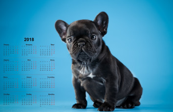 обоя календари, животные, собака, взгляд