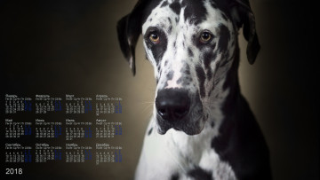 обоя календари, животные, собака, взгляд