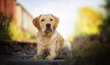 Картинка животные собаки mumble боке amazing dogs собака лабрадор-ретривер