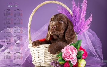 Картинка календари животные собака взгляд корзина цветы
