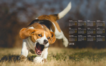 обоя календари, животные, трава, мяч, собака