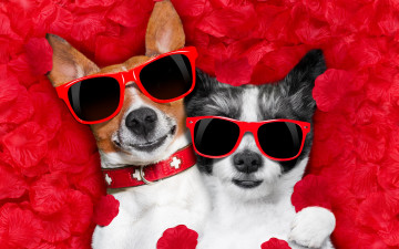 обоя юмор и приколы, valentine, dog, rose, romantic, собака, petals, hearts, funny, лепестки, love