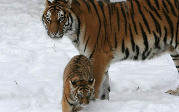 обоя животные, тигры, тигренок, двое, снег
