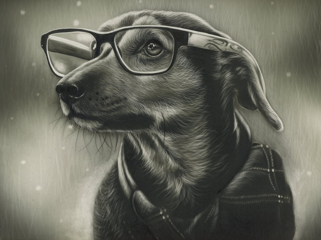 Обои картинки фото рисованное, животные,  собаки, морда, очки