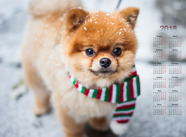 Обои картинки фото календари, животные, собака, взгляд, шарф
