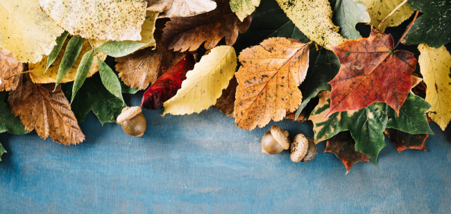 Обои картинки фото природа, листья, осень, время, года