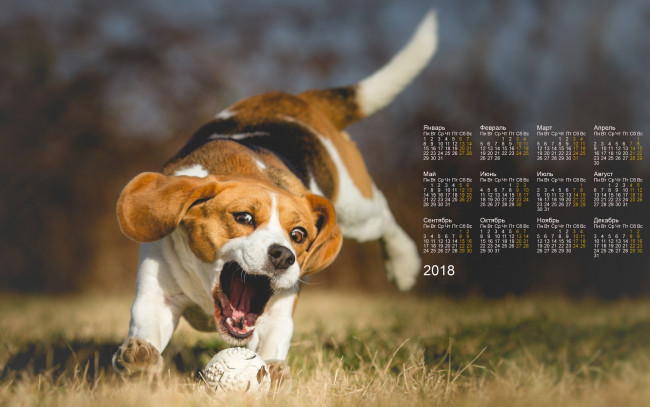 Обои картинки фото календари, животные, трава, мяч, собака