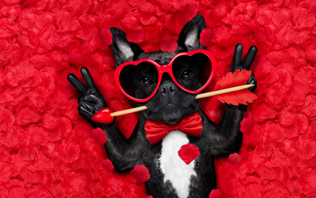 Обои картинки фото юмор и приколы, rose, собака, petals, hearts, funny, valentine, romantic, лепестки, dog, love