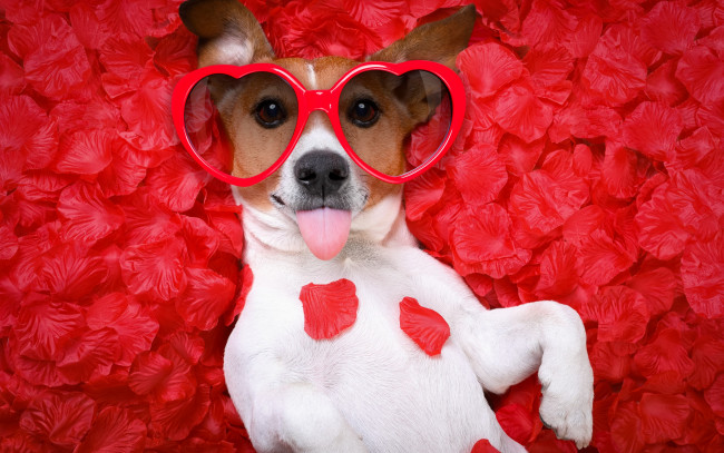 Обои картинки фото юмор и приколы, собака, petals, hearts, funny, rose, dog, love, лепестки, romantic, valentine