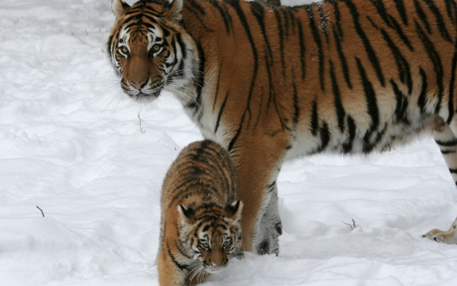 Обои картинки фото животные, тигры, тигренок, двое, снег