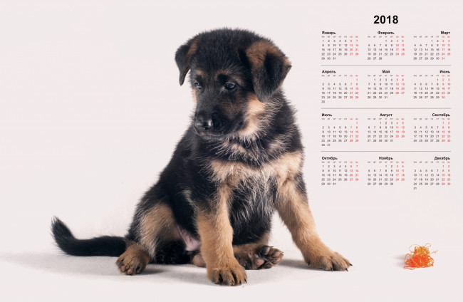 Обои картинки фото календари, животные, щенок