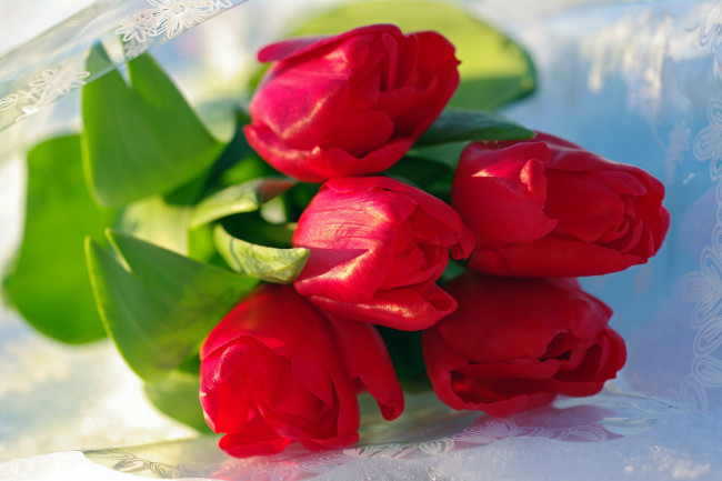 Обои картинки фото цветы, тюльпаны, букетик, букеты, весна, красный, цвет, красота, март, поздравления, флора